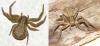 Xysticus sp.
